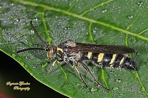 Scoliid wasp, Dielis Sp, Campsomerinae, family Scoliidae  Fall,Geotagged,Indonesia