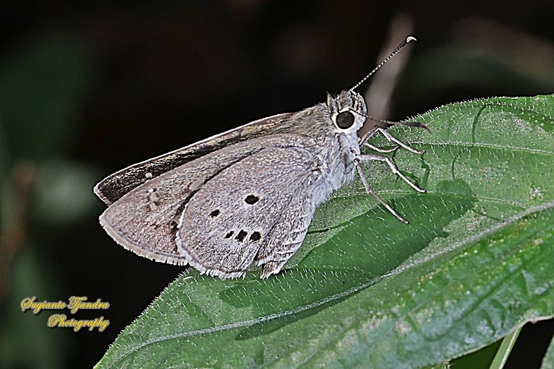 Palm Bob Skipper butterfly (Suastus gremius gremius)  Fall,Geotagged,Indonesia,Palm Bob,Suastus gremius