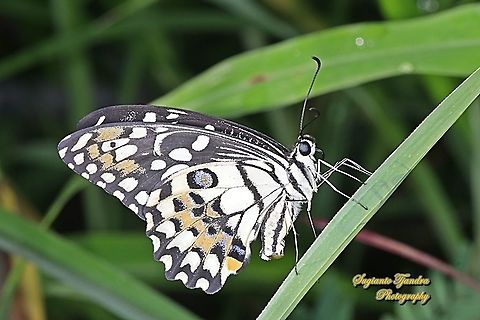 Common Lime butterfly (Papilio demoleus)  Fall,Geotagged,Indonesia,Lime Swallowtail,Papilio demoleus