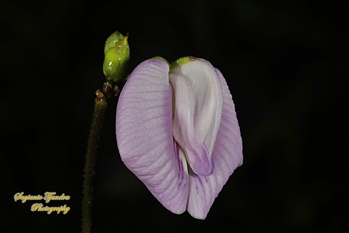 Butterfly pea flower, Centrosema pubescens  Centro,Centrosema pubescens,Fall,Geotagged,Indonesia
