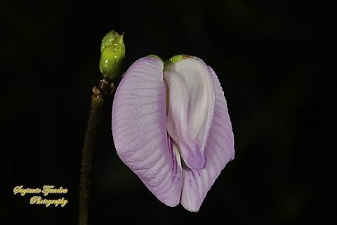 Butterfly pea flower, Centrosema pubescens  Centro,Centrosema pubescens,Fall,Geotagged,Indonesia
