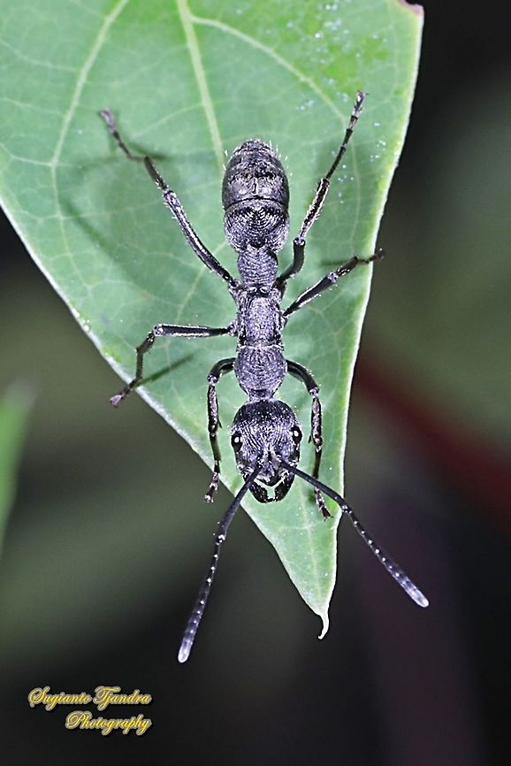 Black Carpenter ant, Diacamma rugosum  Diacamma rugosum,Fall,Geotagged,Indonesia