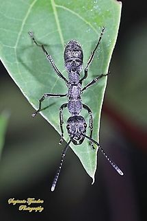 Black Carpenter ant, Diacamma rugosum  Diacamma rugosum,Fall,Geotagged,Indonesia