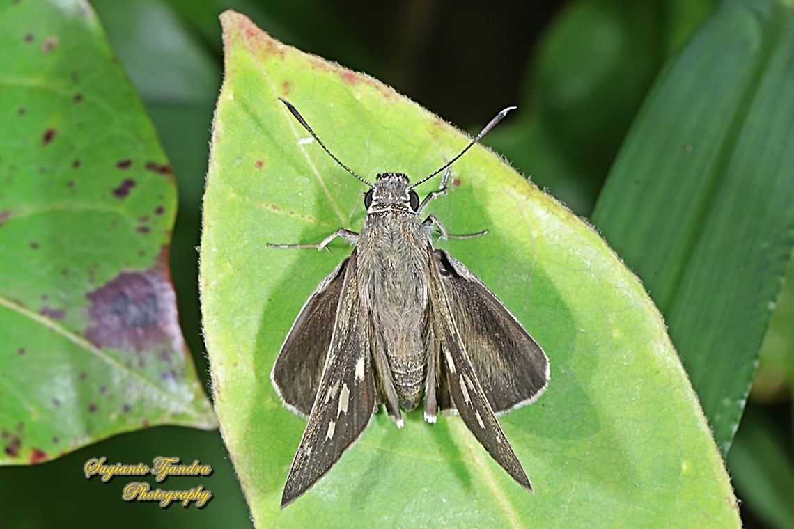 Palm Bob Skipper butterfly (Suastus gremius gremius)  Fall,Geotagged,Indonesia,Palm Bob,Suastus gremius