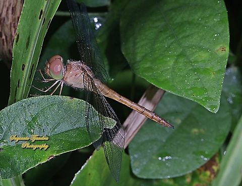 The Coral-tailed Cloudwing dragonfly, Tholymis tillarga  Fall,Geotagged,Indonesia,Tholymis tillarga