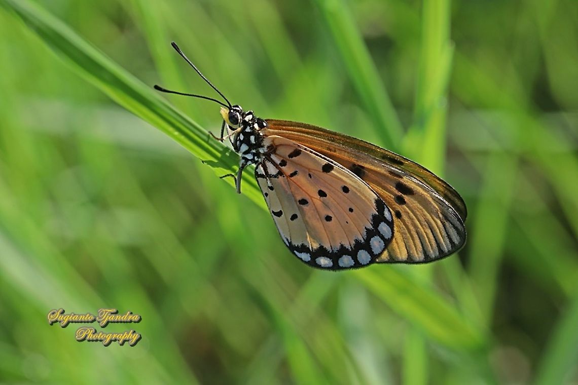 Tawny Coster Butterfly, Acraea terpsicore Linnaeus - Underside  Acraea terpsicore,Fall,Geotagged,Indonesia,Tawny coster