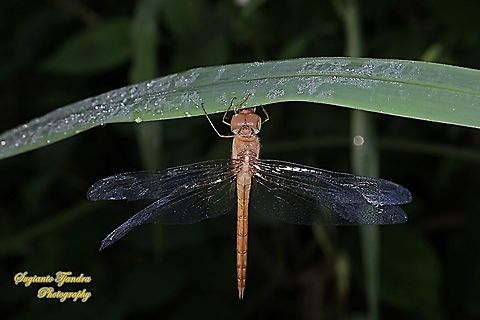 The Coral-tailed Cloudwing dragonfly, Tholymis tillarga  Fall,Geotagged,Indonesia,Tholymis tillarga,Twister