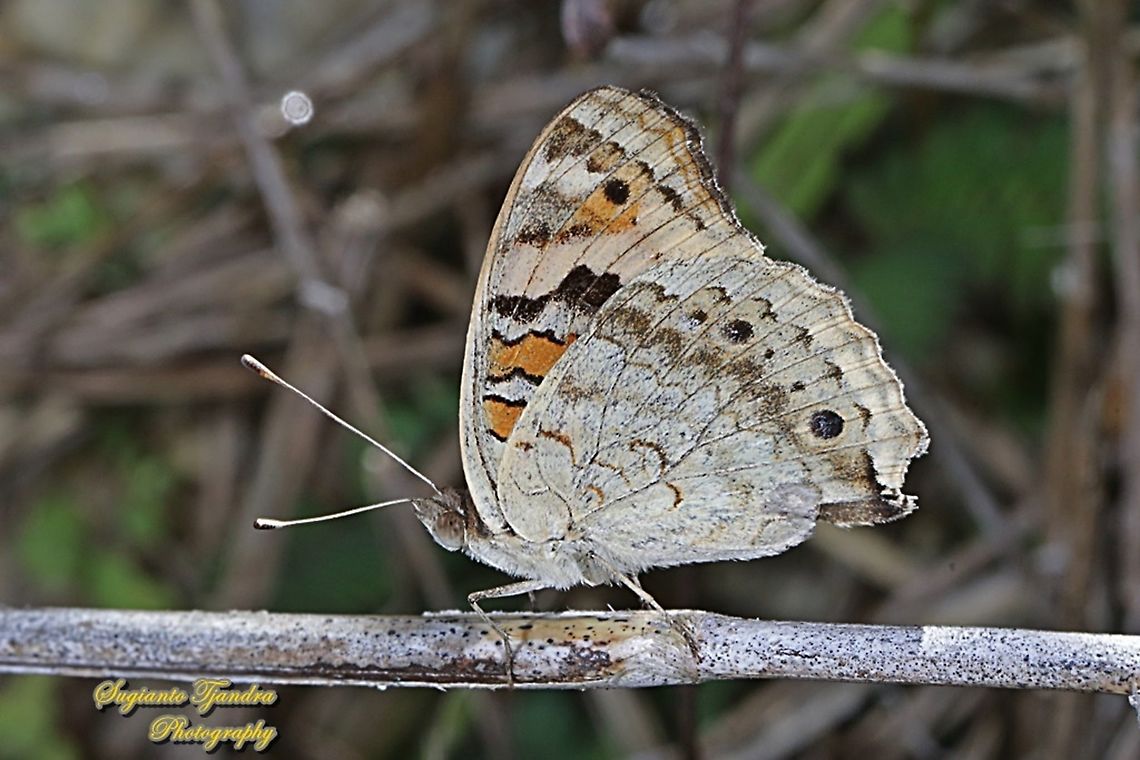 Blue Pansy Butterfly (Junonia orithya) - male lowerside  Fall,Geotagged,Indonesia,Junonia orithya