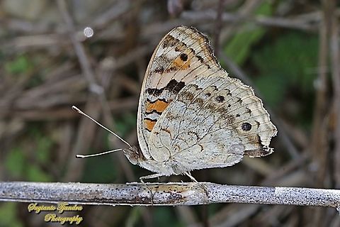 Blue Pansy Butterfly (Junonia orithya) - male lowerside  Fall,Geotagged,Indonesia,Junonia orithya