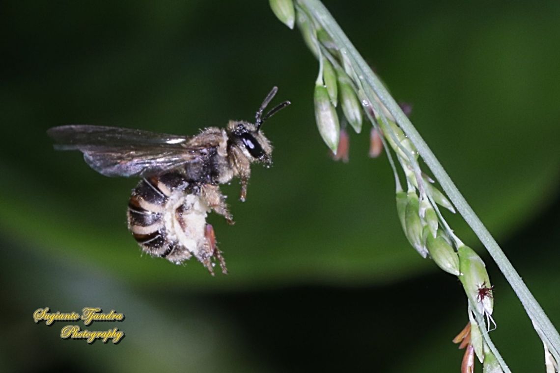 Asian Honey Bee, Apis cerana "looking for nectar"  Fall,Geotagged,Indonesia