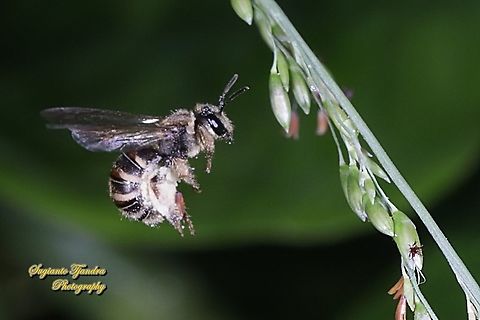 Asian Honey Bee, Apis cerana "looking for nectar"  Fall,Geotagged,Indonesia