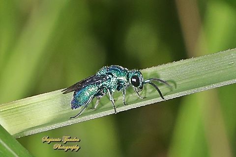 Green metallic Cuckoo wasp, family Chrysididae  Fall,Geotagged,Indonesia