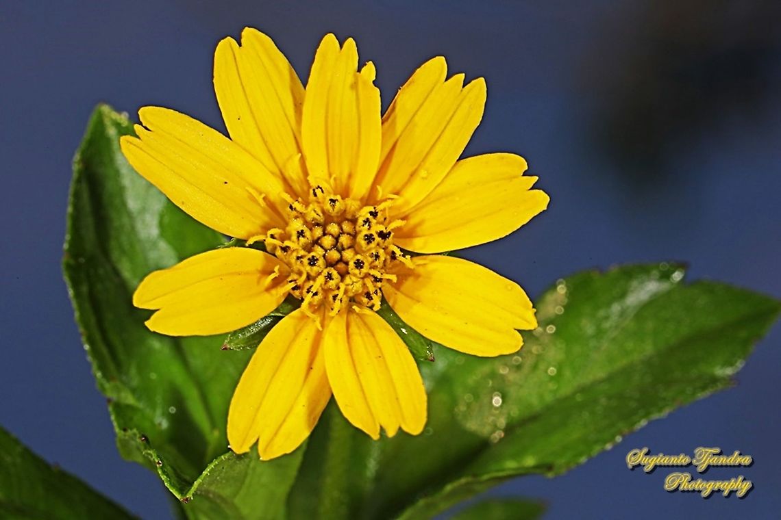 Trailing Daisy, Sphagneticola trilobata, family Asteraceae  Bay Biscayne creeping-oxeye,Fall,Geotagged,Indonesia,Sphagneticola trilobata