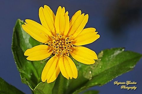 Trailing Daisy, Sphagneticola trilobata, family Asteraceae  Bay Biscayne creeping-oxeye,Fall,Geotagged,Indonesia,Sphagneticola trilobata