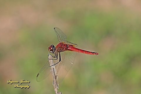 Red Dragonfly, the Greater Crimson Glider (Urothemis signata signata)  female  Fall,Geotagged,Indonesia,Scarlet Basker,Urothemis signata