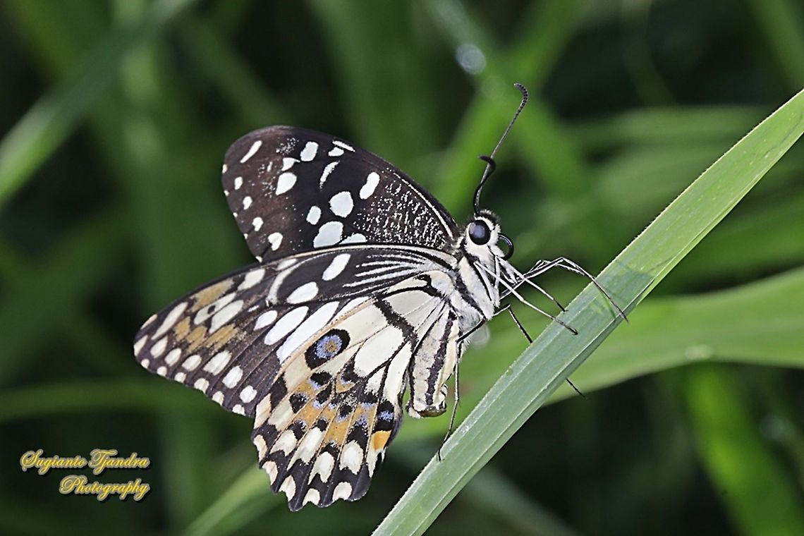 Common Lime butterfly (Papilio demoleus)  Fall,Geotagged,Indonesia,Lime Swallowtail,Papilio demoleus