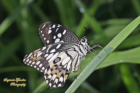 Common Lime butterfly (Papilio demoleus)  Fall,Geotagged,Indonesia,Lime Swallowtail,Papilio demoleus