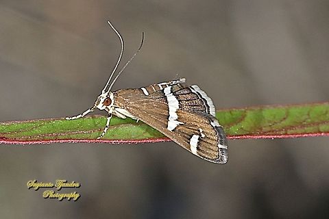 The beet webworm moth, Spoladea recurvalis, family Crambidae  Fall,Geotagged,Hawaiian Beet Webworm,Indonesia,Spoladea recurvalis
