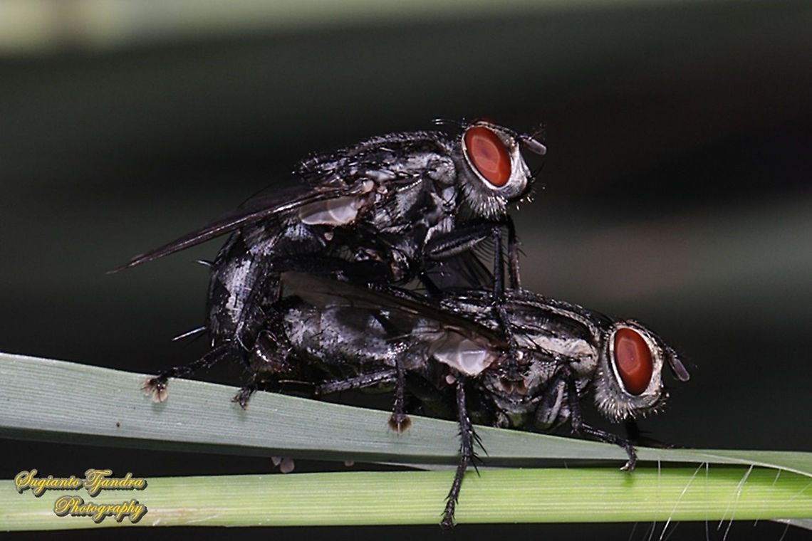 Flesh fly, Sarcophagidae "mating"  Fall,Geotagged,Indonesia