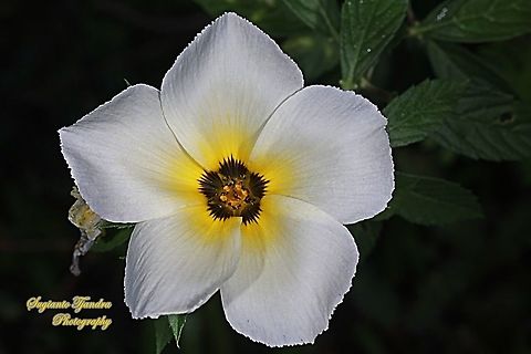 White buttercup flower, Turnera subulata  Fall,Geotagged,Indonesia,Turnera subulata,turnera subulata