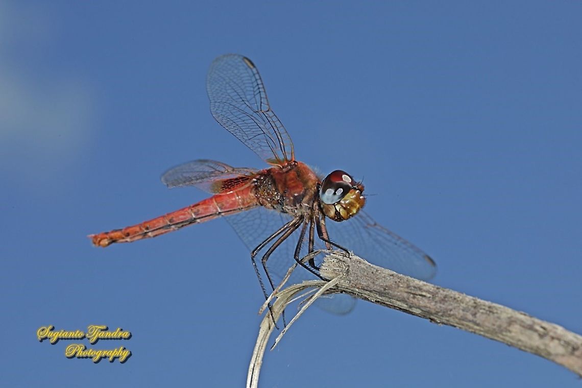 Red Dragonfly, the Scarlet Basker (Urothemis signata signata)  female  Fall,Geotagged,Indonesia,Scarlet Basker,Urothemis signata