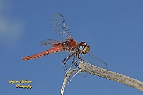 Red Dragonfly, the Scarlet Basker (Urothemis signata signata)  female  Fall,Geotagged,Indonesia,Scarlet Basker,Urothemis signata