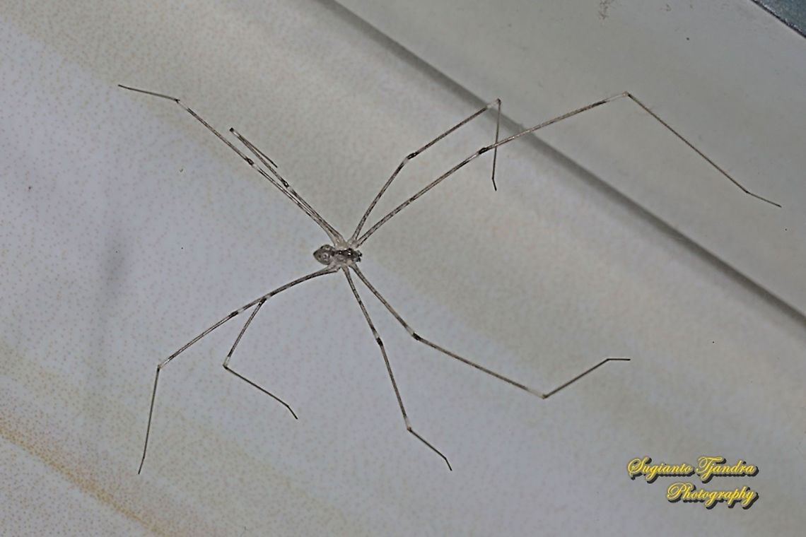 Tailed Cellar Spider, Crossopriza lyoni, family Pholcidae  Crossopriza lyoni,Fall,Geotagged,Indonesia,Tailed cellar spider