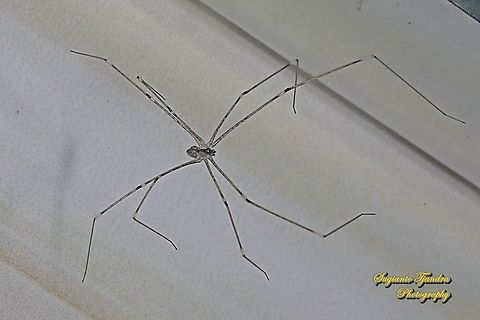 Tailed Cellar Spider, Crossopriza lyoni, family Pholcidae  Crossopriza lyoni,Fall,Geotagged,Indonesia,Tailed cellar spider