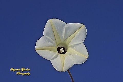 Obscure morning glory flower, Ipomoea obscura  Fall,Geotagged,Indonesia,Ipomoea obscura