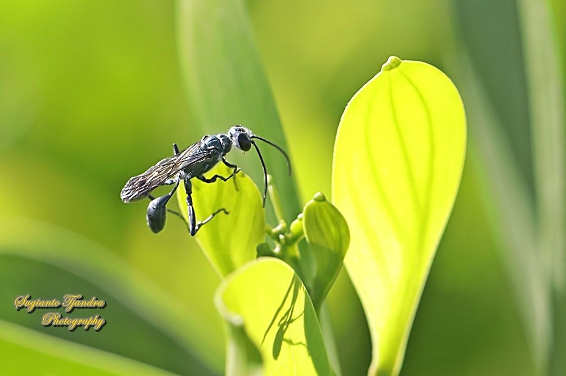 Black mud daubers wasp, family Sphecidae  Fall,Geotagged,Great Black Wasp,Indonesia,Sphex pensylvanicus