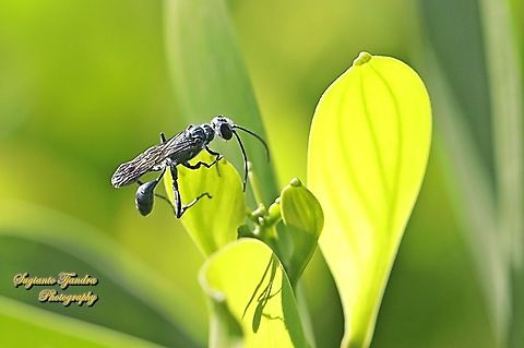 Black mud daubers wasp, family Sphecidae  Fall,Geotagged,Great Black Wasp,Indonesia,Sphex pensylvanicus