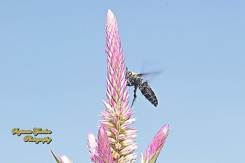 Scoliide wasp, Campsomeriella collaris, family Scoliide "sucking nectar on the Spiked Cockscomb flower, Celosia spicata, Amaranthaceae"  Fall,Geotagged,Indonesia