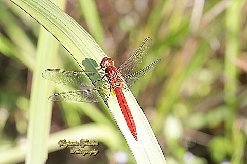 Oriental Scarlet Dragonfly, Crocothemis servilia servilia - Male  Crocothemis servilia,Fall,Geotagged,Indonesia,Scarlet Skimmer