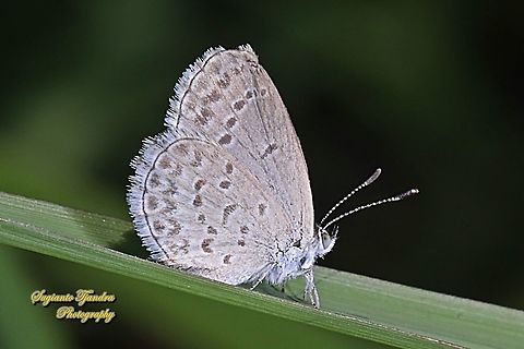 Lesser Grass Blue, Zizina otis annetta.  Fall,Geotagged,Indonesia,Lesser grass blue,Zizina otis