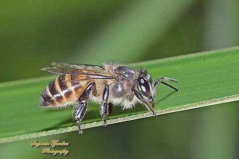 Asian Honey Bee, Apis cerana  Apis cerana,Eastern honey bee,Fall,Geotagged,Indonesia