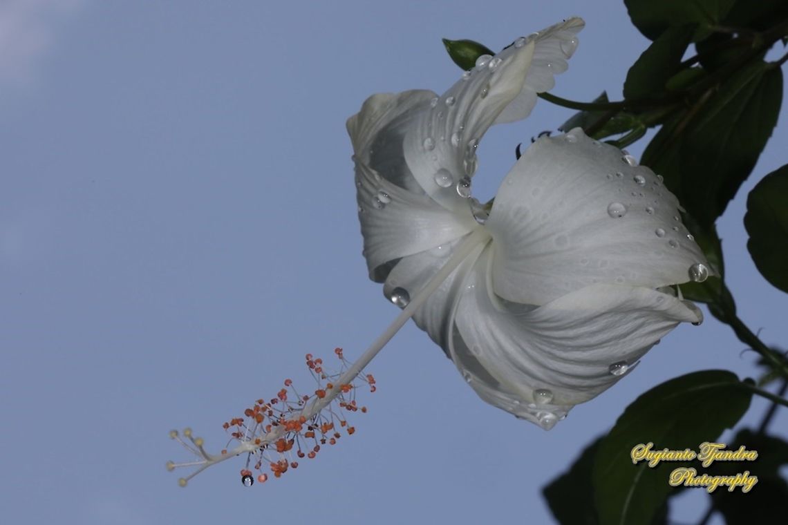 Hibiscus flower-white/Kembang Sepatu, Hibiscus rosa-sinensis  Chinese hibiscus,Fall,Geotagged,Hibiscus rosa-sinensis,Indonesia