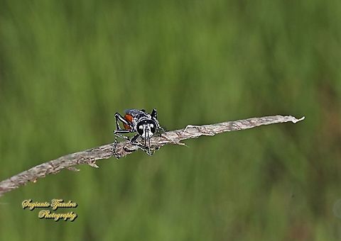 Larrine crabronid wasp, Liris subtesselatus  Fall,Geotagged,Indonesia,Liris subtesselatus