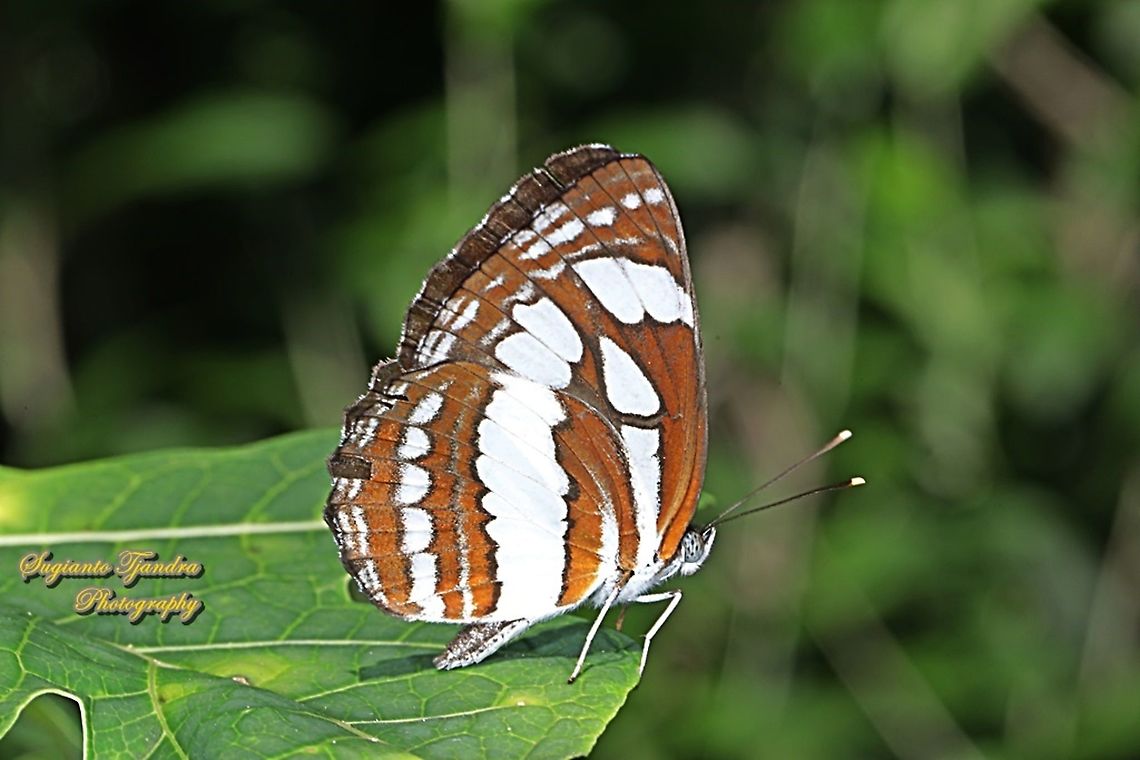 Common Sailor Butterfly, Neptis hylas matuta  Common sailor,Fall,Geotagged,Indonesia,Neptis hylas