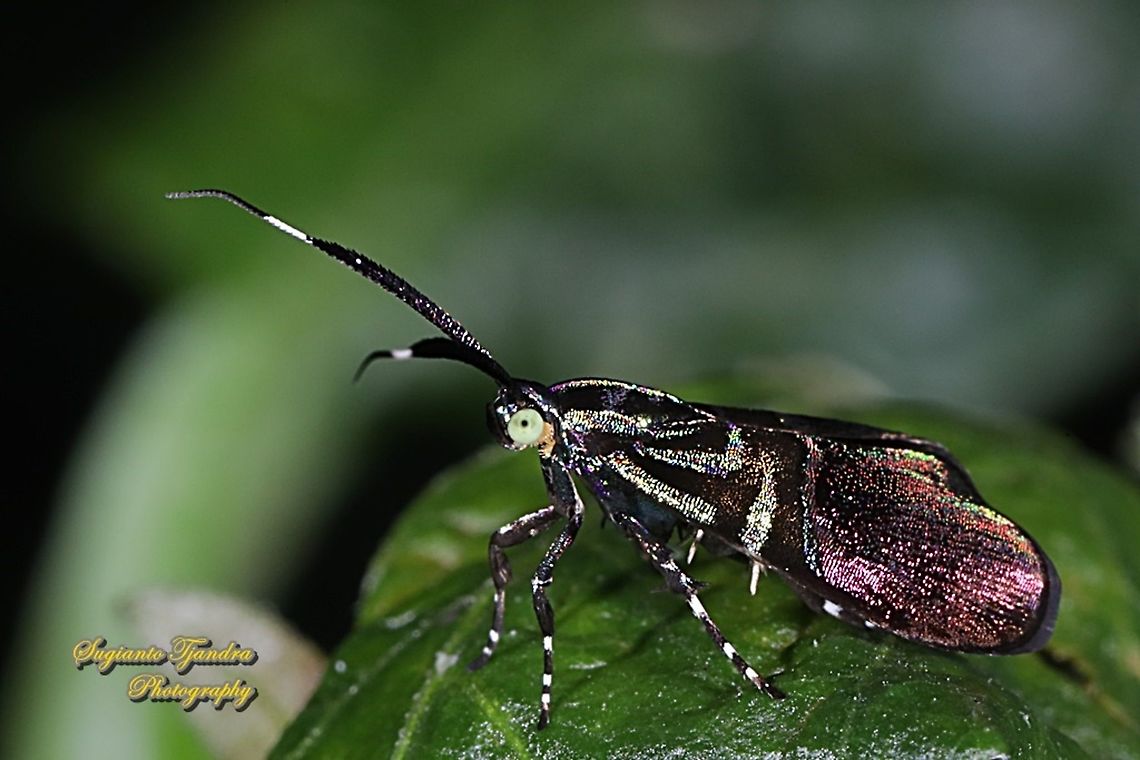 Moth, Saptha exanthista, family Choreutidae  Fall,Geotagged,Indonesia,Saptha exanthista