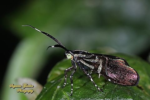 Moth, Saptha exanthista, family Choreutidae  Fall,Geotagged,Indonesia,Saptha exanthista