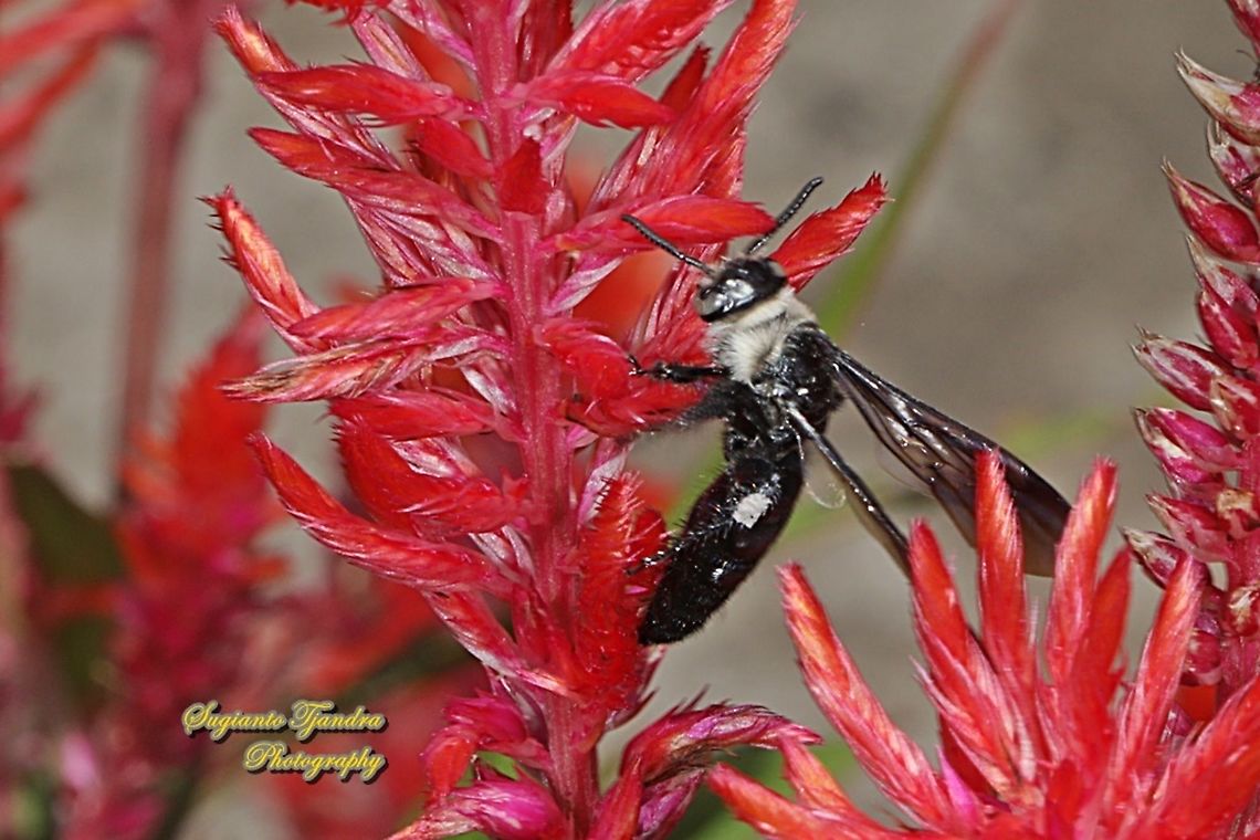 Scoliide wasp, Campsomeriella collaris, family Scoliide "sucking nectar on the Celosia flowers"  Campsomeriella collaris,Fall,Geotagged,Indonesia