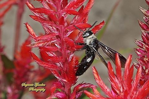Scoliide wasp, Campsomeriella collaris, family Scoliide "sucking nectar on the Celosia flowers"  Campsomeriella collaris,Fall,Geotagged,Indonesia