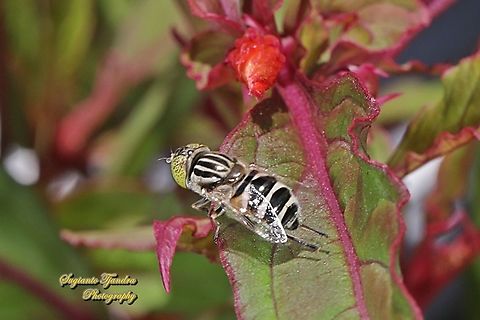 Big headed hoverfly, Eristalinus megacephalus  Eristalinus megacephalus,Fall,Geotagged,Indonesia