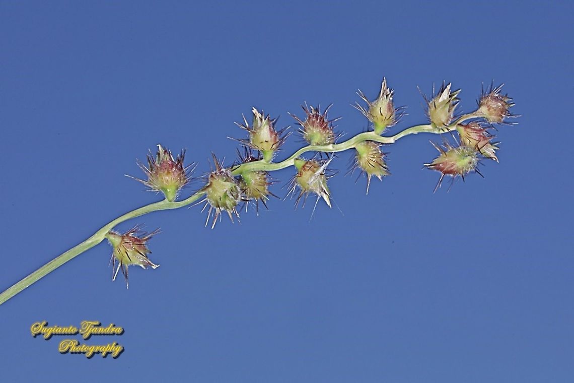 Spiny burr grass, Cenchrus longispinus  Cenchrus longispinus,Fall,Geotagged,Indonesia