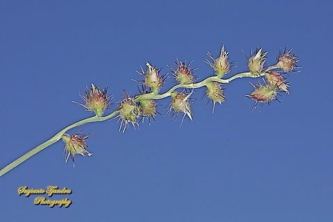 Spiny burr grass, Cenchrus longispinus  Cenchrus longispinus,Fall,Geotagged,Indonesia