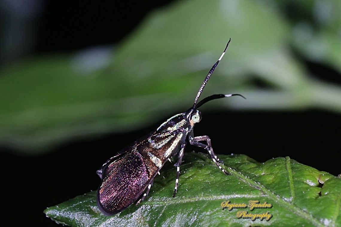 Moth, Saptha exanthista, family Choreutidae  Fall,Geotagged,Indonesia,Saptha exanthista