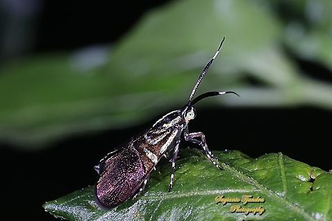 Moth, Saptha exanthista, family Choreutidae  Fall,Geotagged,Indonesia,Saptha exanthista