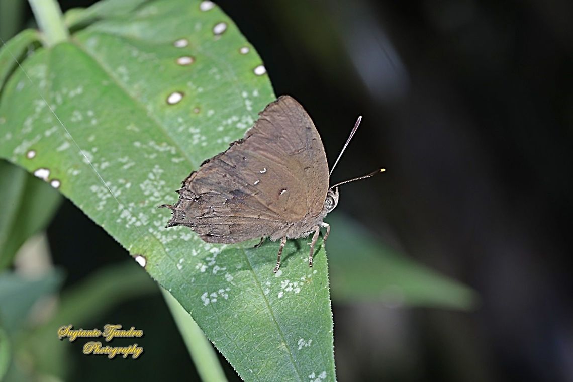 The Acacia blue butterfly, Surendra vivarna vivarna, family Lycaenidae  Acacia blue,Fall,Geotagged,Indonesia,Surendra vivarna