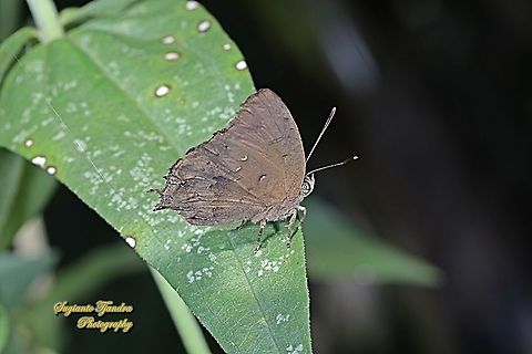 The Acacia blue butterfly, Surendra vivarna vivarna, family Lycaenidae  Acacia blue,Fall,Geotagged,Indonesia,Surendra vivarna