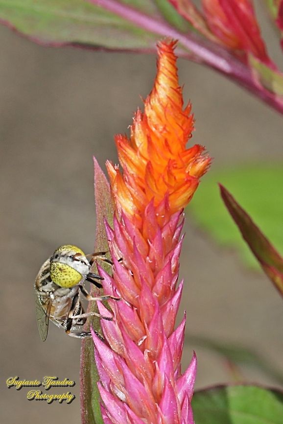 Big headed hoverfly, Eristalinus megacephalus "sucking nectar on the Celosia flower"  Eristalinus megacephalus,Fall,Geotagged,Indonesia